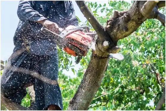 tree services Lake Colorado City